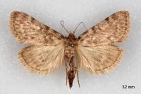 Aglossa pinguinalis