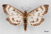 Anania hortulata