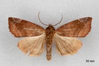Cosmia pyralina