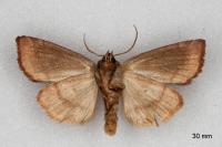 Cosmia pyralina