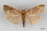 Hypsopygia glaucinalis