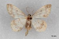 Idaea biselata