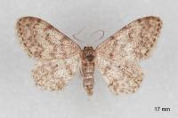 Idaea alyssumata/typicata