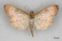 Patania ruralis