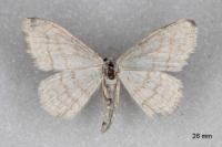 Scopula subpunctaria