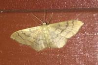 Idaea aversata