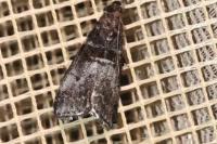 Acrobasis advenella
