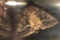 Thalpophila matura