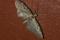 Eupithecia gr. absinthiata