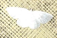 Cabera pusaria