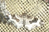 Epirrhoe rivata