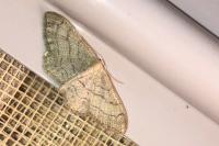 Idaea