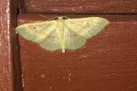 Idaea