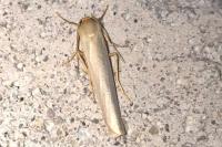 Eilema caniola