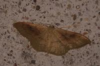 Idaea rubraria