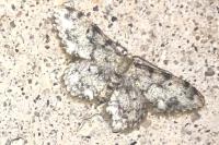 Idaea contiguaria