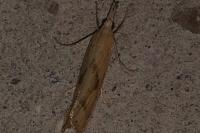 Agriphila geniculea/inquinatella