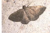 Cataclysme riguata
