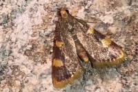 Hypsopygia costalis