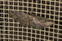 Eupithecia inturbata