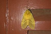 Lasiocampa quercus quercus