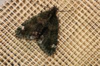 Chloroclysta siterata
