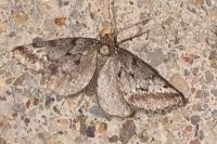 Eumannia oranaria