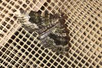 Colostygia olivata