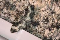 Epirrhoe rivata