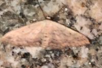 Idaea seriata
