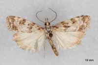 Scoparia pyralella