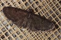 Eupithecia