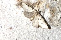 Paidia rica