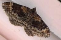 Xanthorhoe spadicearia/ferrugata