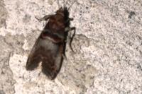 Acrobasis advenella