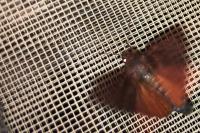 Noctua