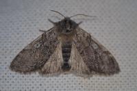 Achlya flavicornis