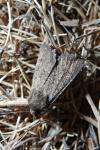 Luperina testacea