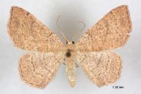 Cyclophora ruficiliaria