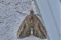 Thera cupressata