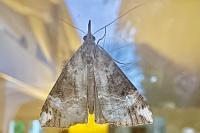 Hypena obsitalis