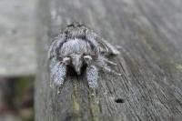 Drymonia ruficornis