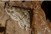 Paradarisa consonaria