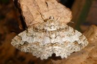 Paradarisa consonaria