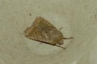 Orthosia cruda