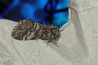 Drymonia ruficornis