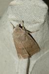 Orthosia cerasi