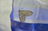 Trichopteryx carpinata