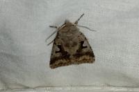 Orthosia gothica