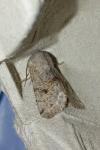 Orthosia incerta